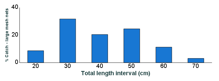 Length distribution chart of Walleye caught in large-mesh nets