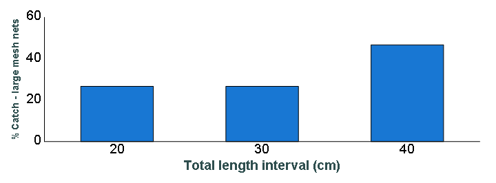 Length distribution chart of Walleye caught in large-mesh nets