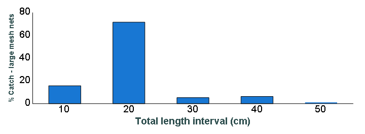 Length distribution chart of Smallmouth Bass caught in large-mesh nets