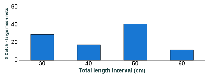 Length distribution chart of Walleye caught in large-mesh nets
