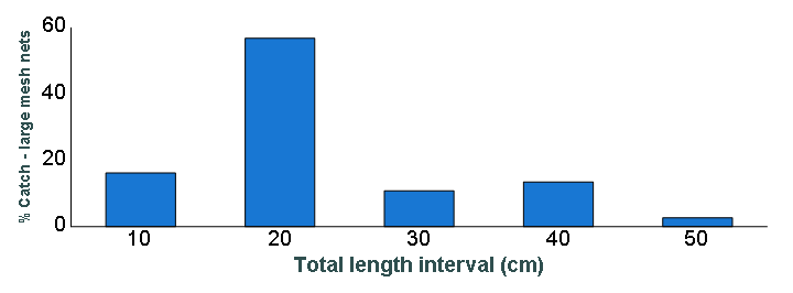 Length distribution chart of Smallmouth Bass caught in large-mesh nets