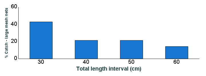 Length distribution chart of Walleye caught in large-mesh nets