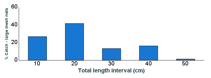 Length distribution chart of Smallmouth Bass caught in large-mesh nets