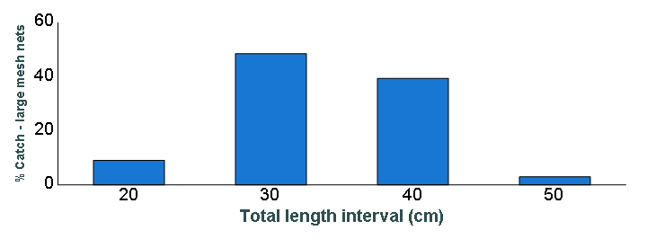 Length distribution chart of Lake Trout caught in large-mesh nets