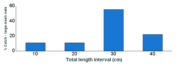 Length distribution chart of Smallmouth Bass caught in large-mesh nets
