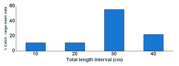 Length distribution chart of Smallmouth Bass caught in large-mesh nets