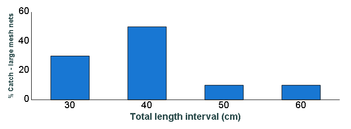 Length distribution chart of Lake Trout caught in large-mesh nets