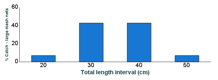 Length distribution chart of Walleye caught in large-mesh nets