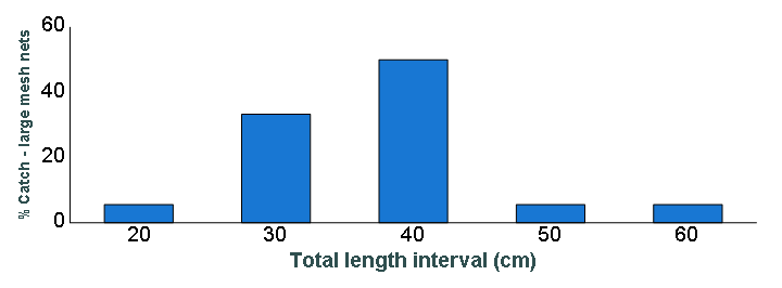 Length distribution chart of Walleye caught in large-mesh nets