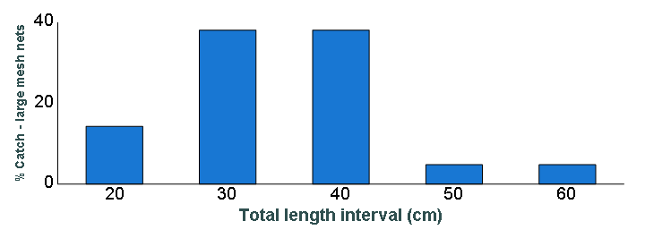 Length distribution chart of Walleye caught in large-mesh nets